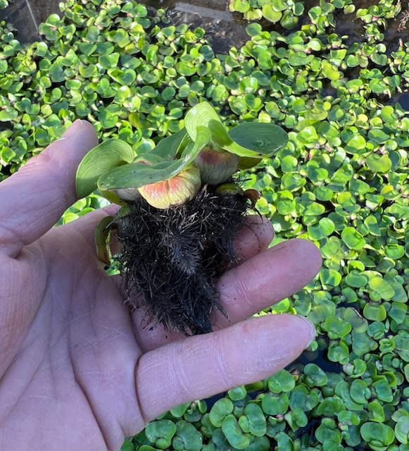 Amazon.co.jp: （水草）ホテイアオイ（1株）綺麗な花が咲きます 国産無